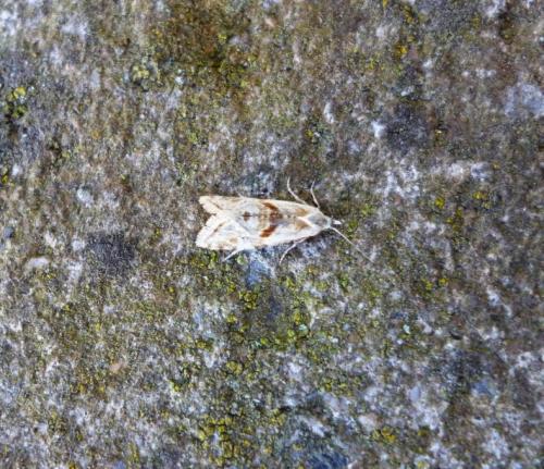 Cochylimorpha sp.